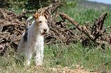 FOX TERRIER 248